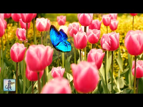 Breathtaking Spring Flowers in 4K ~ Amazing Nature Scenery & The Best Relax Music • 3 HOURS