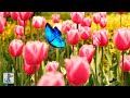 Breathtaking Spring Flowers In 4K Amazing Nature Scenery The Best Relax Music 3 HOURS