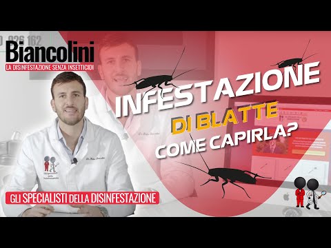 ❓​❓Come capire se ho un infestazione di blatte in casa? - Domande e risposte con il Dott. Biancolini