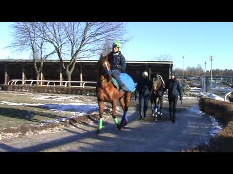 Dreams Cape i ledvolten