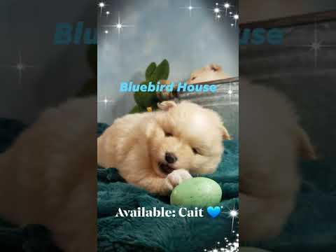 PuppyFinder.com : Cait