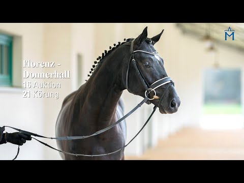 Nr. 16 Hengst v. Florenz - Donnerhall