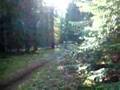 Cow Camp L 1