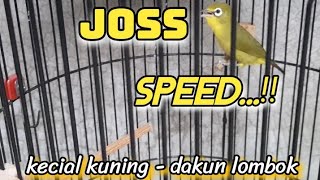 Download lagu KECIAL KUNING DAKUN LOMBOK / gacor bikin pleci lain ikutan bunyi mp3