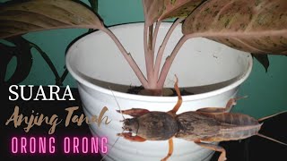 Download lagu Suara orong orong | Anjing Tanah mp3