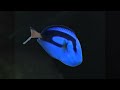 Finding Nemo Full Whale Scene Scene Scene 720p 1080p