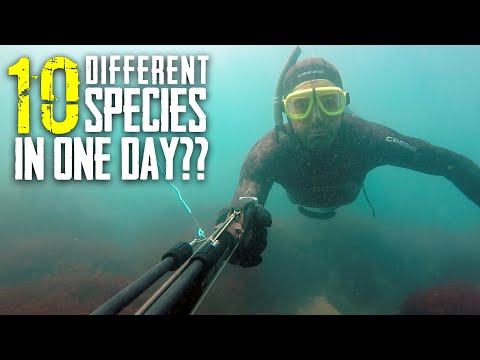 How many different fish can we catch in ONE DAY? - S6 EP 11 Hokianga