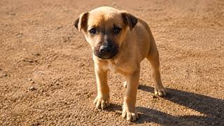 Abandoned Puppy was Chained and Left For Dead Until This Happened