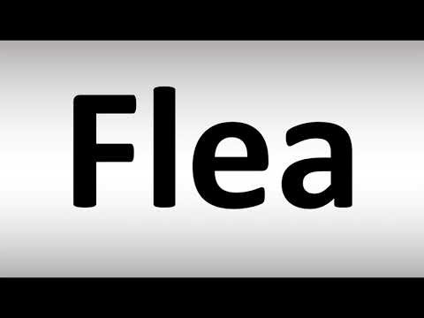 How to Pronounce Flea