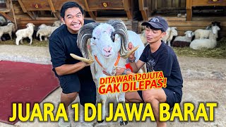 Download lagu DITAWAR RP 120.000.000 MASIH GAK DILEPAS?! PERNAH JUARA 1 DI PIALA JAWA BARAT! BUKAN BUAT  QURBAN! mp3