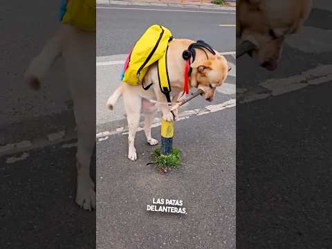 Este Perro Sorprendió a Todos en la Calle 😳🐾