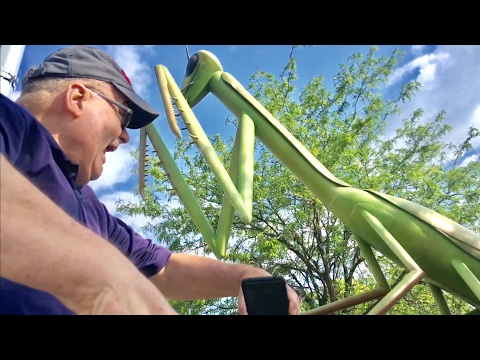 TDW 1805 - My Dad Meets The KokoMantis !