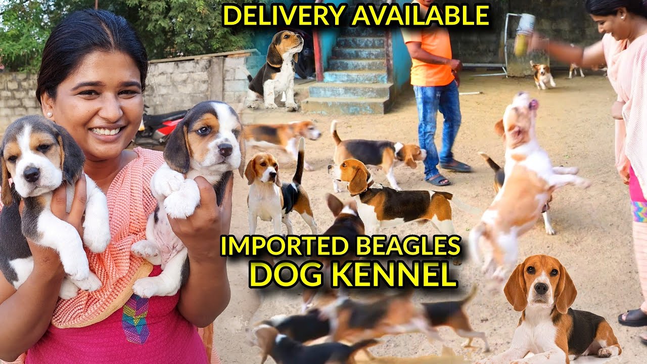 Watch video Dog kennel in Chennai | Beagle Dogs Now Dog kennel in Chennai | Beagle Dogs