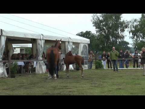 Sudweyher Fohlenschau 2015 - Kat.-Nr. 58