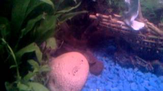 Mi pez dragon,piranas pacu,arawana, trigillos...