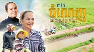 ស្រូវធ្លាប់តែខូច កើតជម្ងឺ ឆេះក្រហម ស្របពេលស្រូវធ្លាក់ថ្លៃទៀតរកចំណេញមិនឃើញទេ