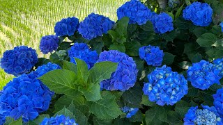 Làng hoa cẩm tú cầu Matsuda - 紫陽花の里
