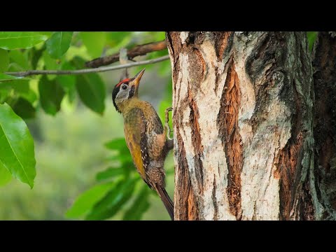 Woodpecker & Windy Forest Birds, Relaxing - Study-Meditation-Ambient Sounds
