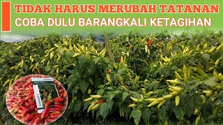 Download lagu SAKAGEN 2 BIRD'S CHILI, MUST TRY mp3 Download lagu SAKAGEN 2 BIRD'S CHILI, MUST TRY mp3