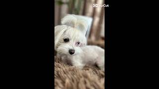 Download lagu M o l i. Moli!! mp3 Download lagu M o l i. Moli!! mp3