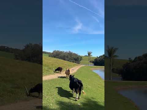 Fazenda Santa Helena em São Pedro da União Mg #minasgerais #pesqueiro #fyp