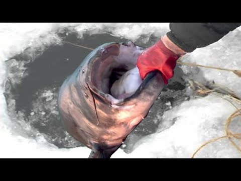 Amazing Ice Fishing Catch Big Fish - FASTEST BIG FISH FISHING SKILL THROUGH THE ICE