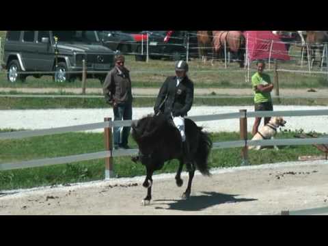 Kormákur vom Lipperthof auf dem OSI Hirtenhof Juni 2010