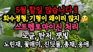 5월 #샤인머스켓 #화수정형 #스트렙토마이신 #병해충방제