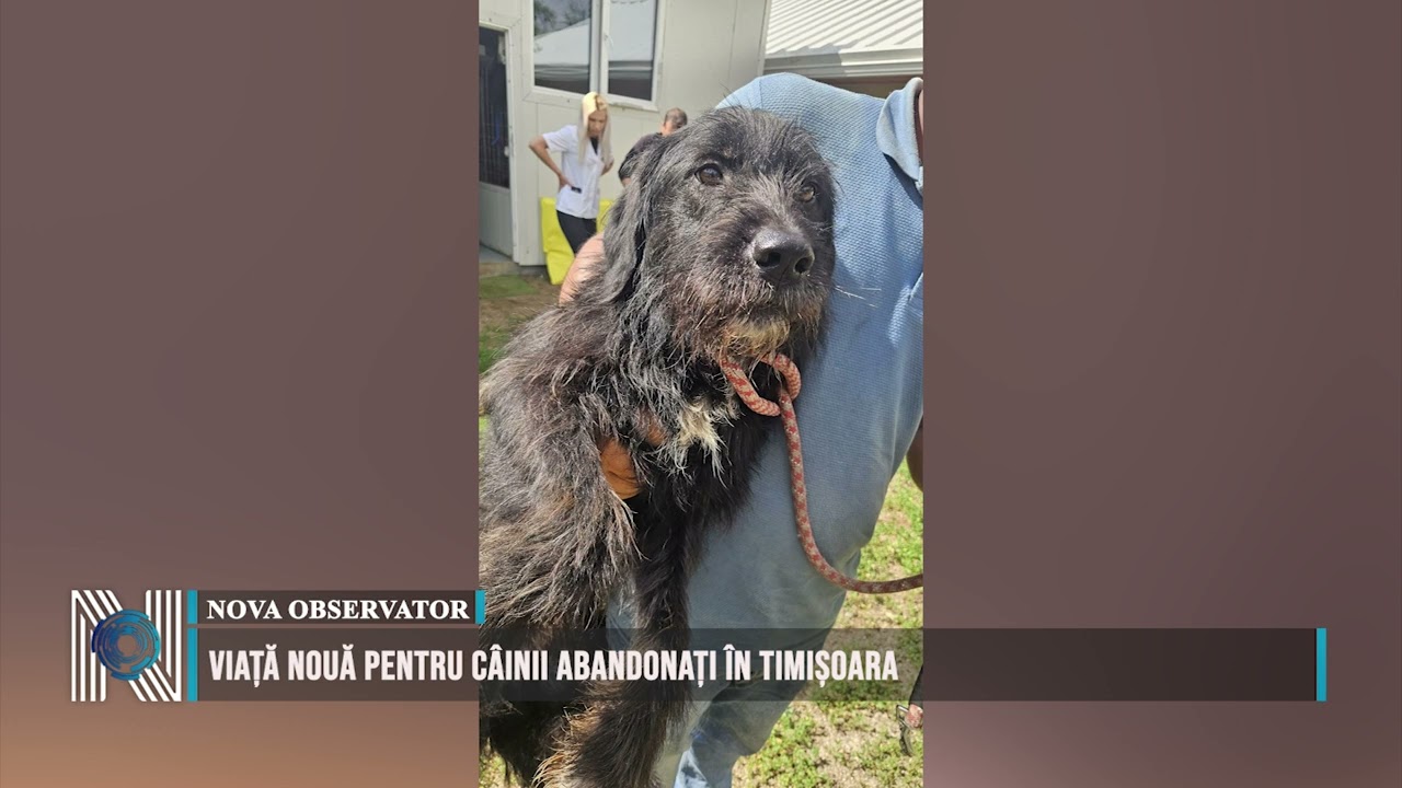 Viață nouă pentru câinii abandonați în Timișoara