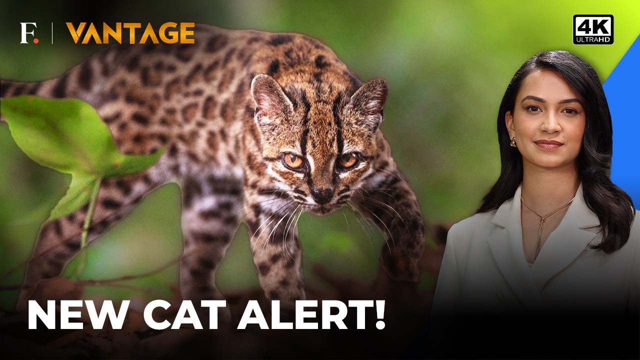 New Cat Species Identified in Bolivia, First in Over a Century | Vantage on Firstpost | 4K