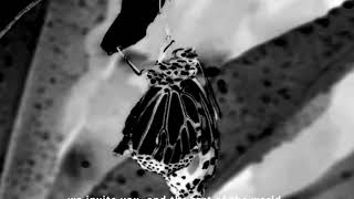 WHITE Dubai  The Debut September 23