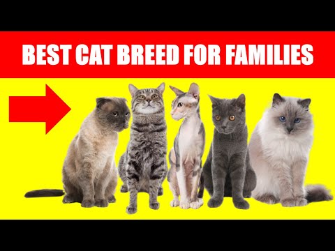 Top 5 Cat Breeds Every Family Should Consider Owning