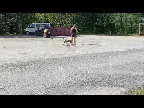 Amstaffi Staffisfaction Jump In Your Heart 10kk, karhutesti 11.7.2021