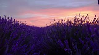 Stay Focused: Chill music, best for learning - Purple Girl