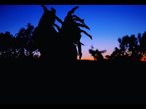 Video $Death Orchard