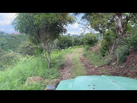 Costa Rica Coffee Farm for sale, 30+ Acres with Spring-fed Creek (Part 16)