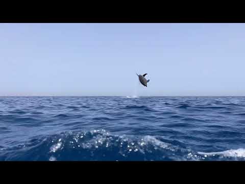 Delfin springt aus dem Wasser