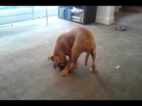 Boris vs his tail... and then foot!