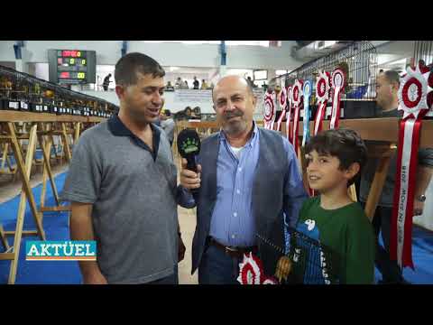 AKTÜEL EYCC 2018 YORKSHİRE KANARYA YARIŞMASI PART 3