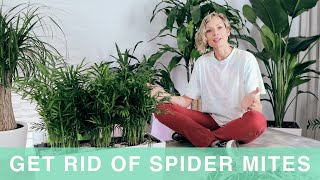 How To Get Rid Of Spider Mites On Houseplants