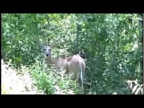 Mojza Hirni by Alam Lohar - Sufi Song