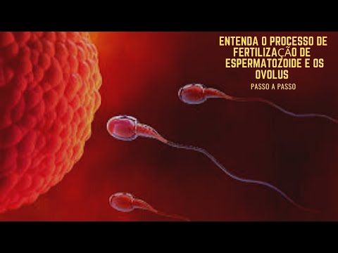 Entenda o Processo de fertilização de espermatozoides com óvulos!