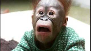 Fröbelin Palikat - Apinatanssi