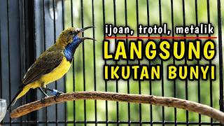 Download lagu 🔥Pancingan Sogon Agar Bunyi, Ampuh Bikin Sogon Lain Langsung Ikutan Bunyi mp3 Download lagu 🔥Pancingan Sogon Agar Bunyi, Ampuh Bikin Sogon Lain Langsung Ikutan Bunyi mp3
