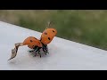 SLOW MOTION LADYBUG FLYING AWAY