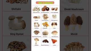 Types of Edible Mushrooms with Names & Images | Learn with Us