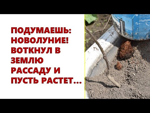 , title : 'Подумаешь: Новолуние! Воткнул в землю рассаду и будет расти...'