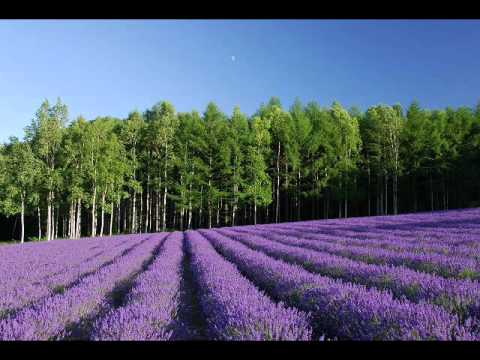 Sergey Nevone & Simon O'Shine 【Butterfly Flight】 (original mix) Full Ver.