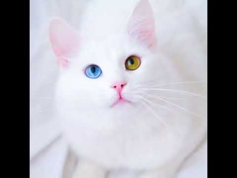 cute kitten picture|i love cats images|aqsa saad|