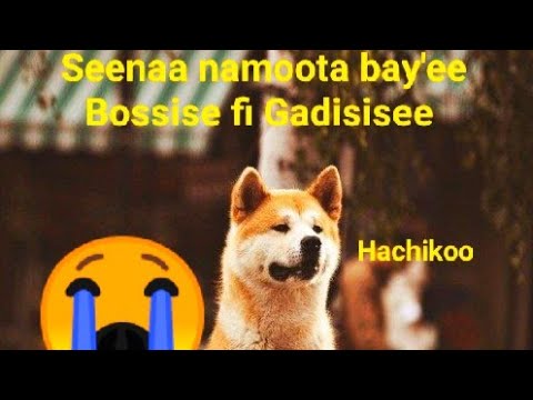 seenaa gadisisaa Hachiiko fi prof yunoo
